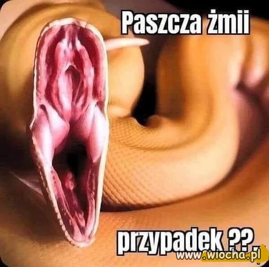 Żmija nie żmija