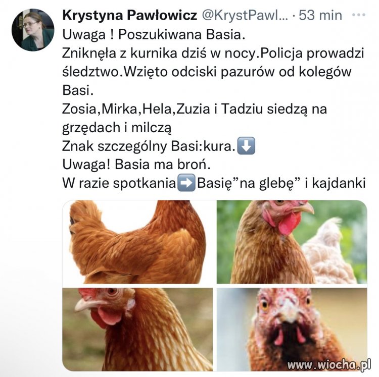 Krycha się nudzi 