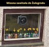 Wiosna, panie sierżancie