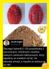 Bo ludzie nie wiedzą co to koszenila.