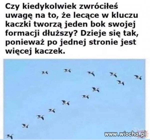 Taka ciekawostka.