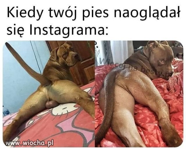 Raczej "suczka"