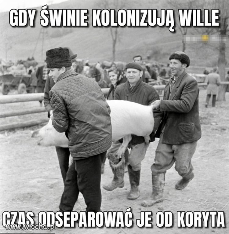 Czas świnie odseparować od koryta
