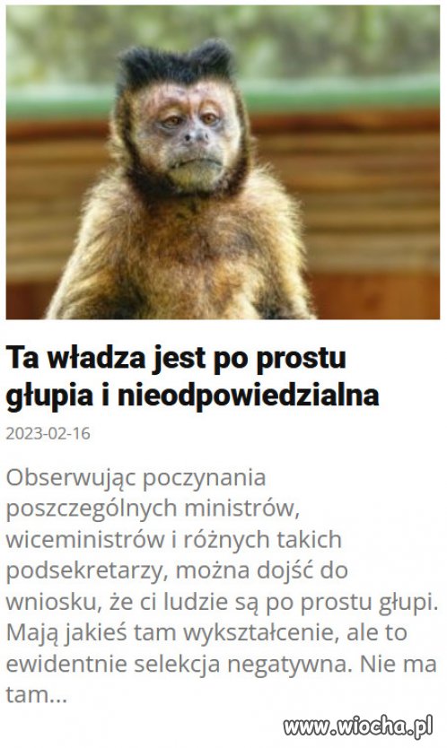 PiS w ogóle okazało się partią miernot.