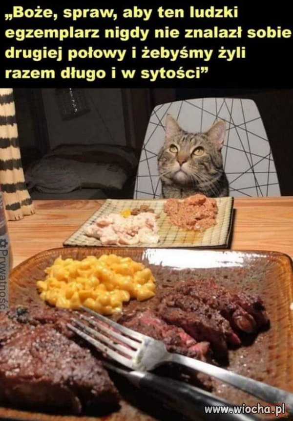 Kot z Żoliborza.