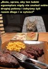 Kot z Żoliborza.