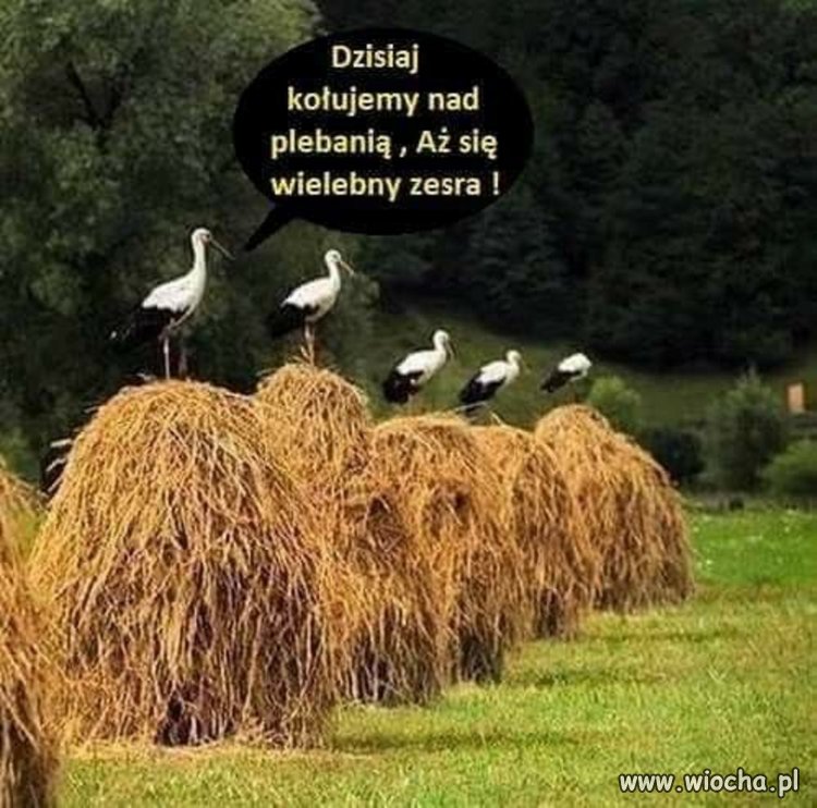 Wielebny nie takie numery widział