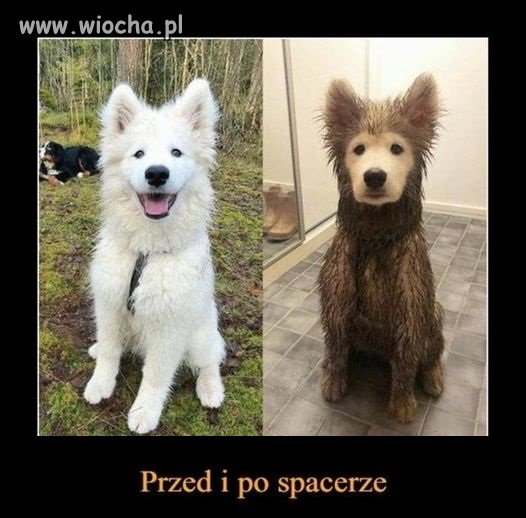 Szczęśliwy psiak