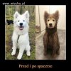 Szczęśliwy psiak