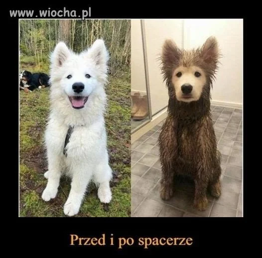 Szczęśliwy psiak