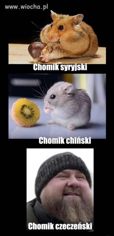 Chomiki.