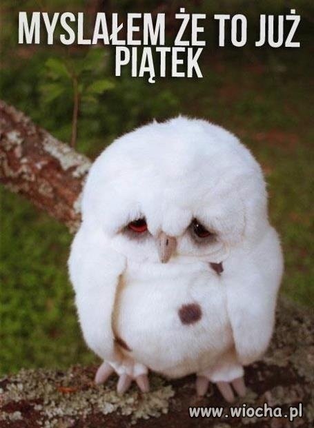 Ja też