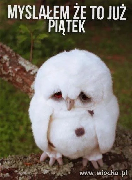 Ja też
