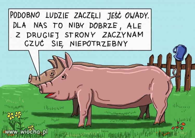 Do czego to dochodzi.