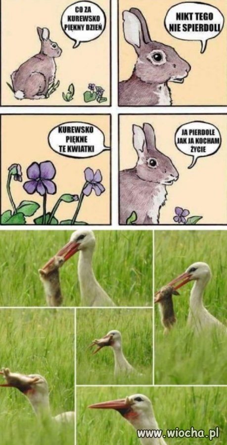 W tym roku nie będzie króliczka wielkanocnego.