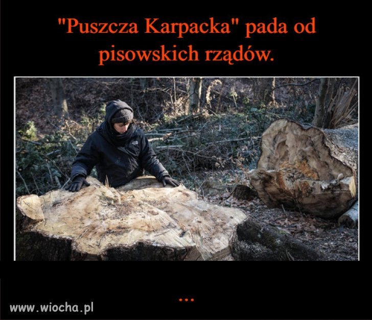  PiS - Nie ma czegoś takiego jak Puszcza Karpacka.