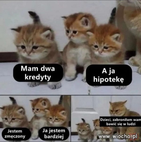 Kotki.