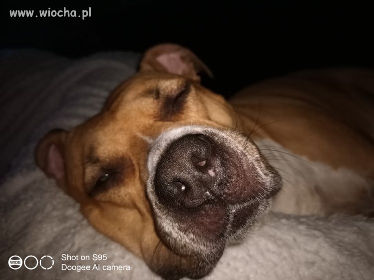 Nie róbcie z Wojtyły idioty. On nie był w Pisie