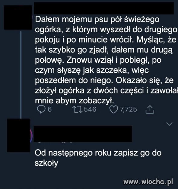Mądry pieseł.