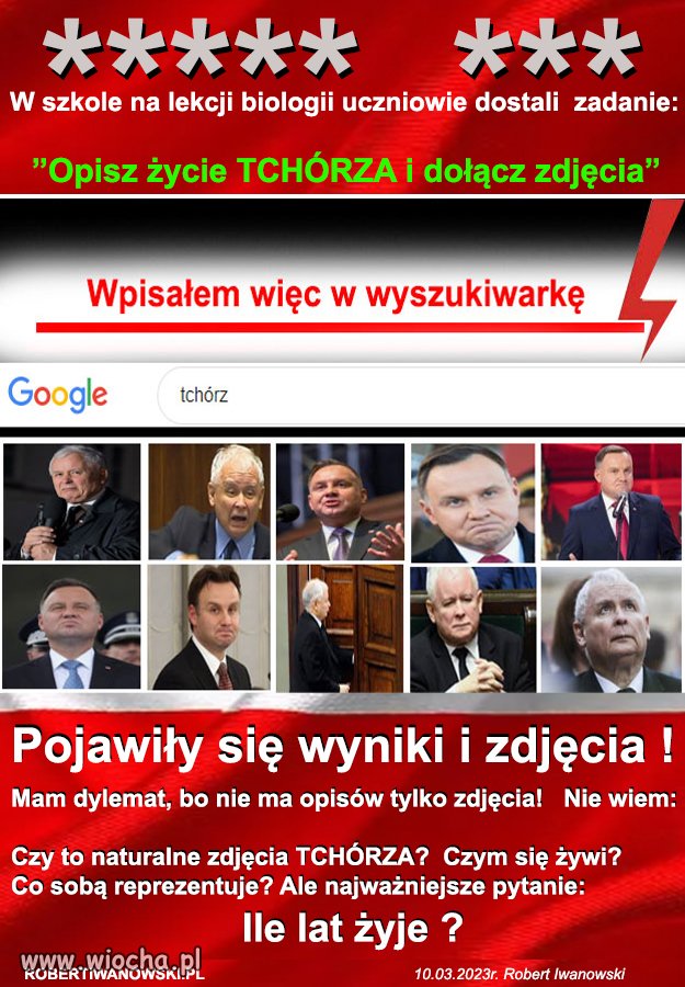 Zdjęcie tchórza