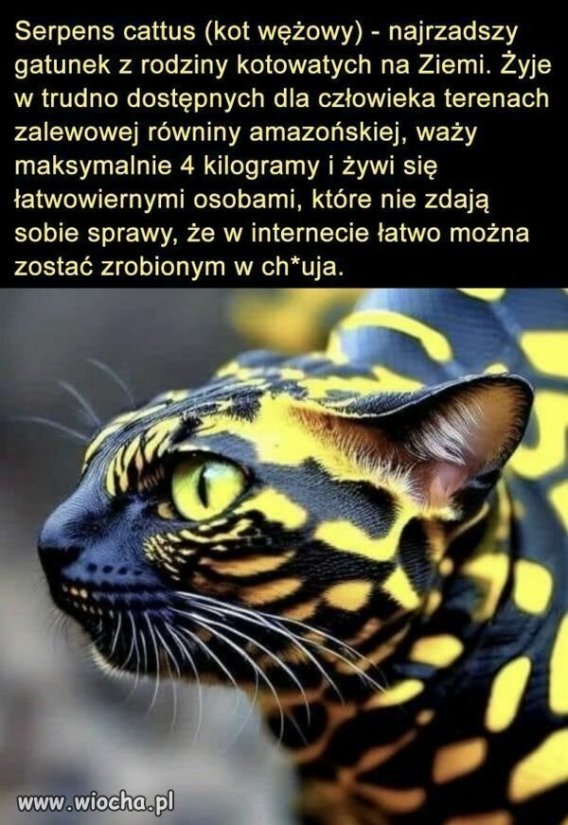 Koteł.