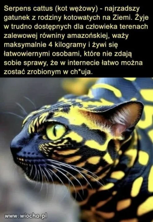 Koteł.