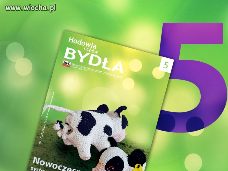 Aneggtota po wenej rodzince w holandi 