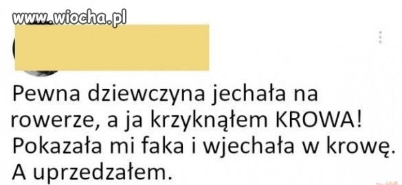 Krowa. 