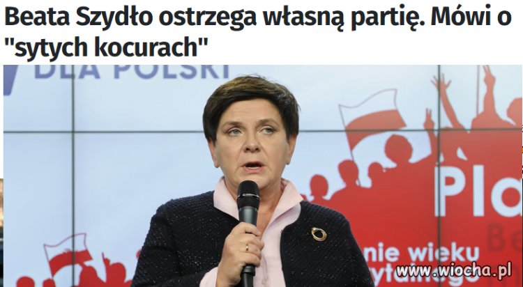 Przed wyborami to syte kocury