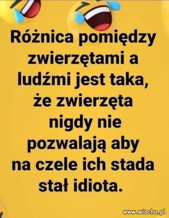 W punkt