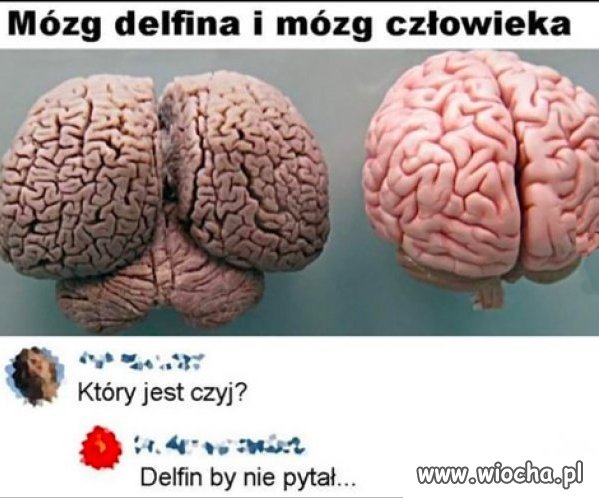 Delfin nie pytał by.