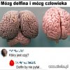 Delfin nie pytał by.