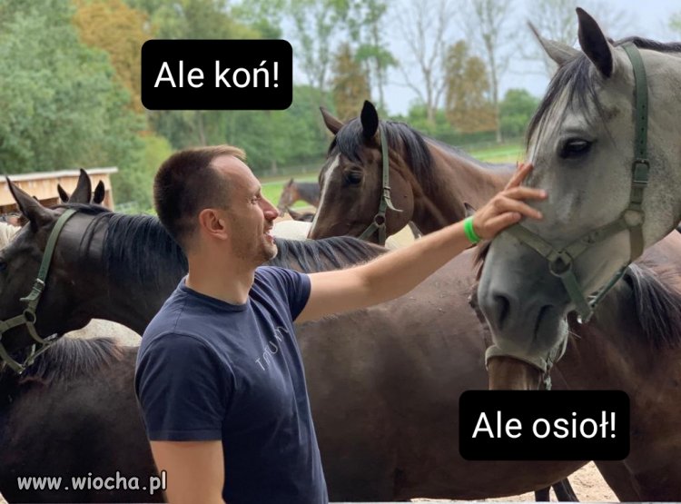 CAPTCHA – wskaż osła