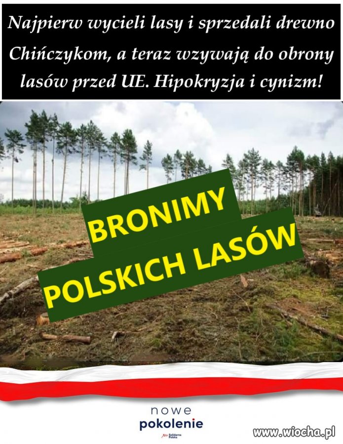 Polskie lasy PiS wyciął i sprzedał Chińczykom.