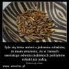 A wszystko zaczęło się Rosji i putinowskiej propagandzie...