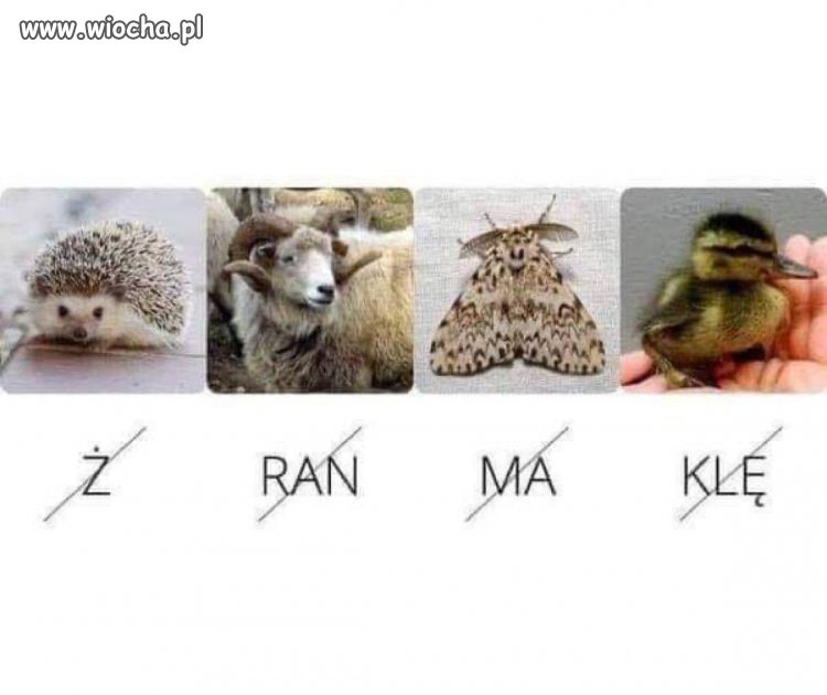 Pisiaki, rebus dla was ...