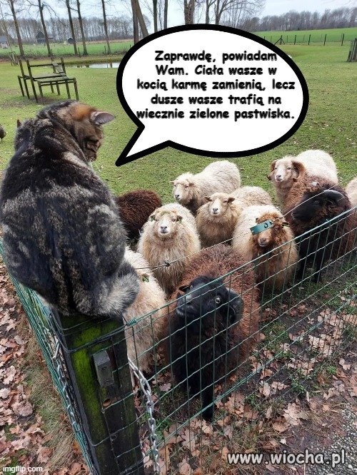 I wszedł kotek na płotek
