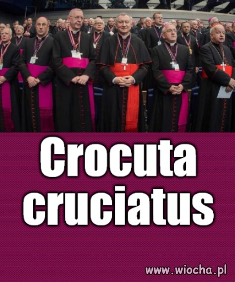 Gatunek żerujący na padlinie, świeżym mięsem nie pogardzi