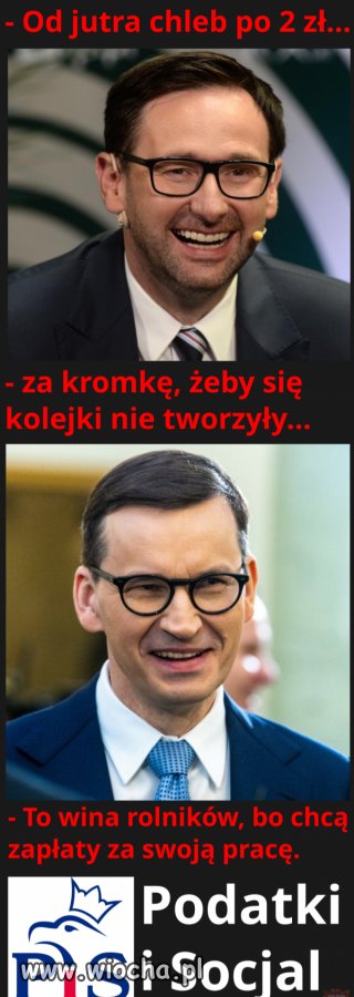Ciołki pisowskie jak się podoba pisowski dobrobyt 