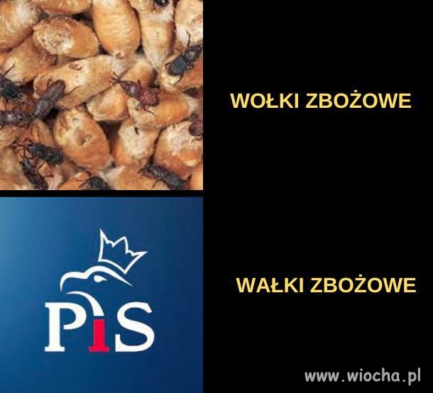 Wałki pisowskich złodziei ciąg dalszy 