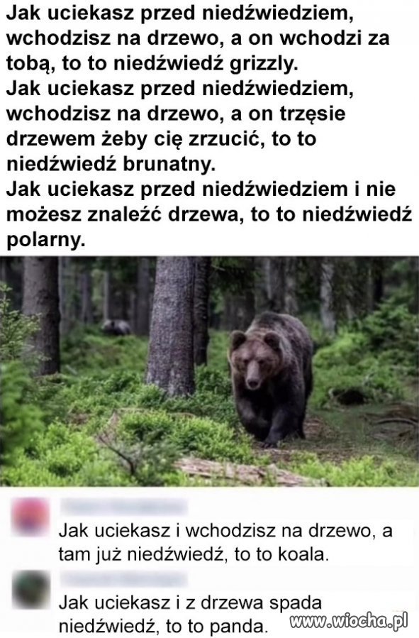 Ciekawostka o niedźwiedziach.