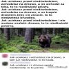 Ciekawostka o niedźwiedziach.