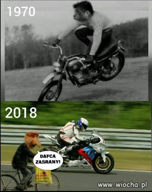 Nie pamięta wół