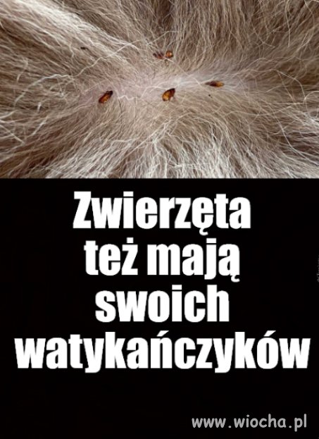 Lubisz jak się zwierzak męczy i drapie?
