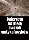 Lubisz jak się zwierzak męczy i drapie?