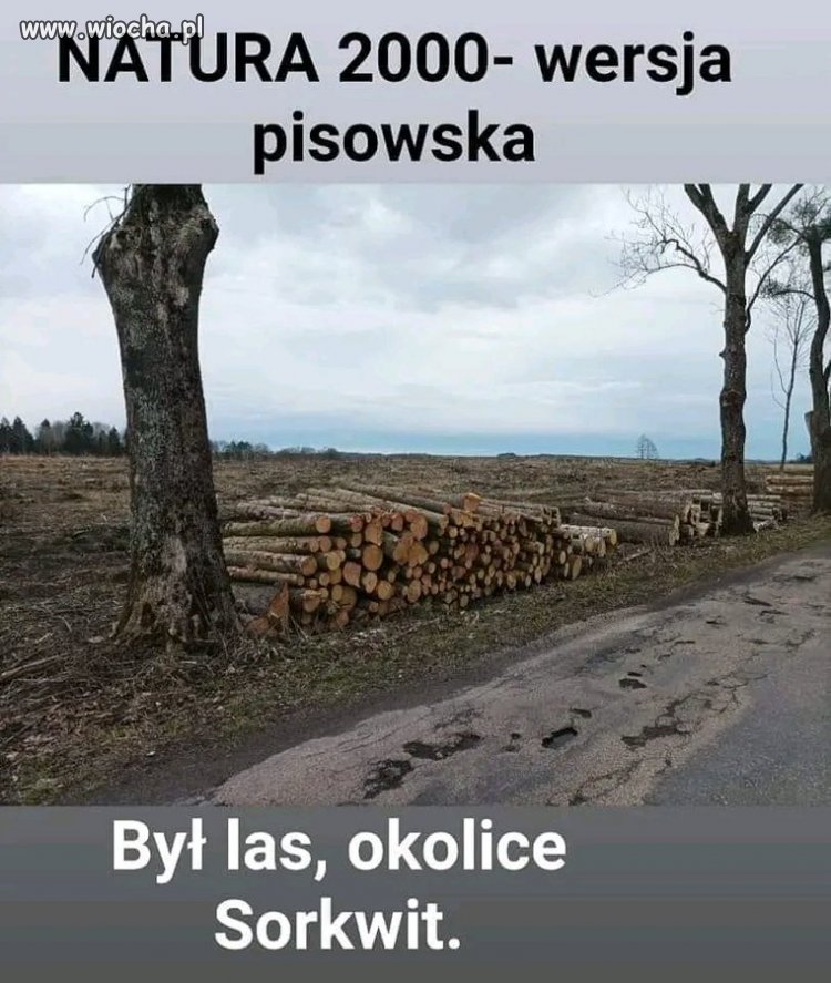 Obraz Polski pod rządami PiS. Pierwsze były konie w Janowie