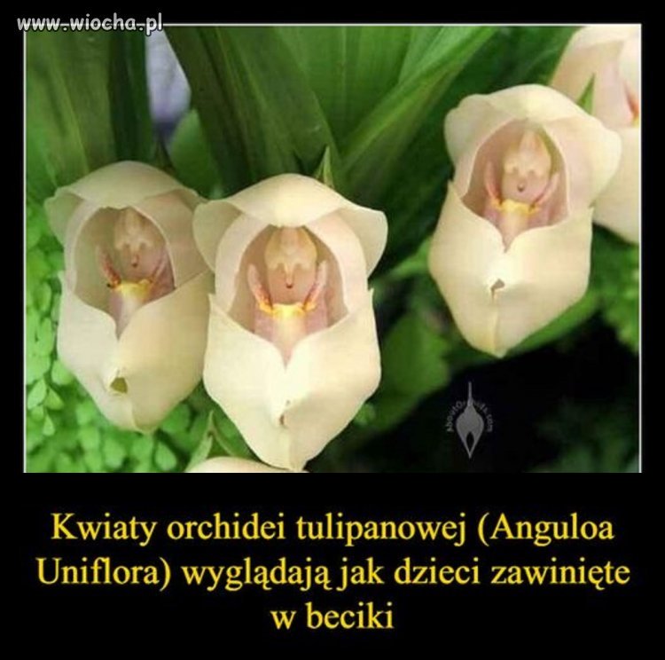Przyroda potrafi zaskakiwać