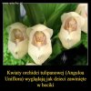Przyroda potrafi zaskakiwać