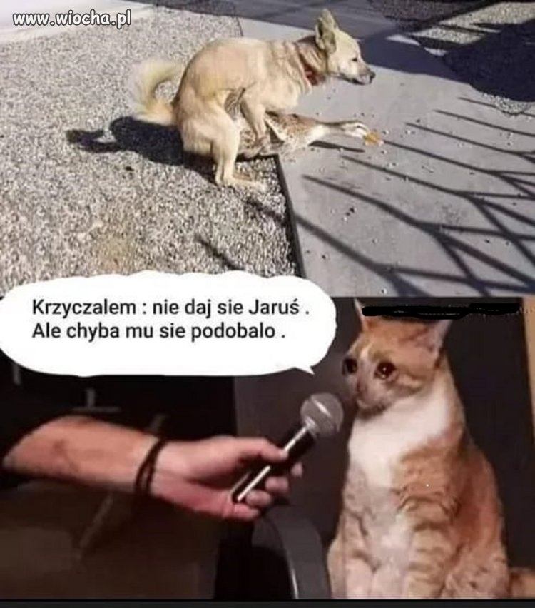 Bardzo to prawdopodobne  będzie