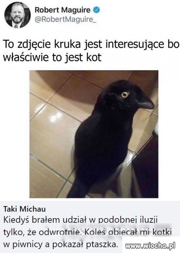 Iluzja.